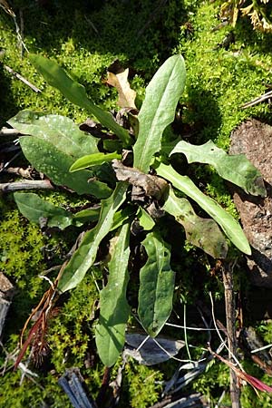 Taraxacum sect. Ruderalia \ Gew�hnlicher L�wenzahn, Kuhblume / Dandelion, D Weinheim an der Bergstra&szlig;e 14.10.2017