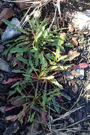 Taraxacum sect. Ruderalia \ Gew�hnlicher L�wenzahn, Kuhblume / Dandelion, D Weinheim an der Bergstra&szlig;e 14.10.2017