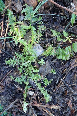 Taraxacum sect. Ruderalia \ Gew�hnlicher L�wenzahn, Kuhblume / Dandelion, D Weinheim an der Bergstra&szlig;e 14.10.2017