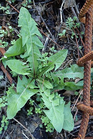Taraxacum sect. Ruderalia \ Gew�hnlicher L�wenzahn, Kuhblume / Dandelion, D Weinheim an der Bergstra&szlig;e 14.10.2017