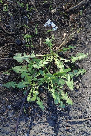 Taraxacum sect. Ruderalia \ Gew�hnlicher L�wenzahn, Kuhblume / Dandelion, D Weinheim an der Bergstra&szlig;e 14.10.2017