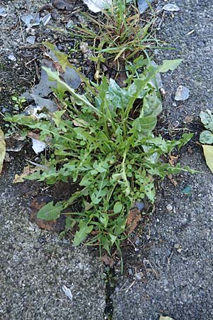 Taraxacum sect. Ruderalia \ Gew�hnlicher L�wenzahn, Kuhblume / Dandelion, D Weinheim an der Bergstra&szlig;e 14.10.2017