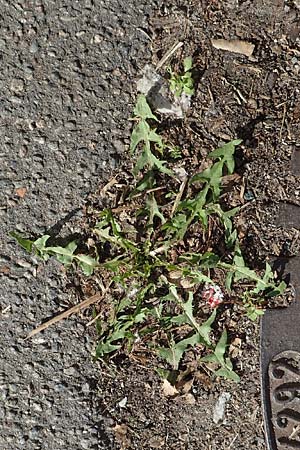 Taraxacum sect. Ruderalia \ Gew�hnlicher L�wenzahn, Kuhblume / Dandelion, D Weinheim an der Bergstra&szlig;e 14.10.2017