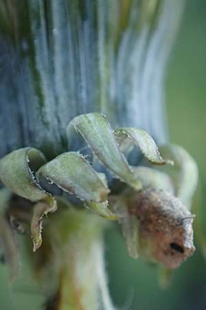 Taraxacum plumbeum agg. \ Fr�nkischer Schwielen-L�wenzahn / Franconian Lesser Dandelion, D Weinheim an der Bergstra&szlig;e 14.10.2017