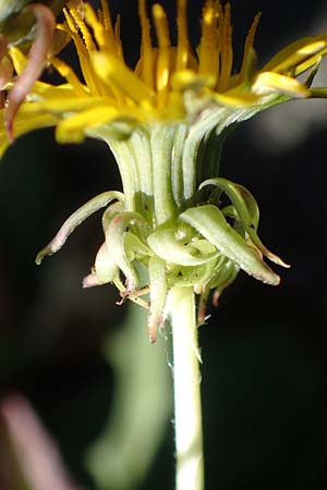 Taraxacum sect. Ruderalia \ Gew�hnlicher L�wenzahn, Kuhblume / Dandelion, D Weinheim an der Bergstra&szlig;e 14.10.2017
