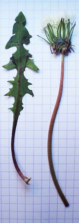 Taraxacum sect. Ruderalia \ Gew�hnlicher L�wenzahn, Kuhblume / Dandelion, D Weinheim an der Bergstra&szlig;e 14.10.2017