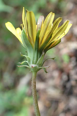 Taraxacum lacistophyllum \ Geschlitztbl�ttriger L�wenzahn / Cut-Leaved Dandelion, D Mannheim 23.4.2018