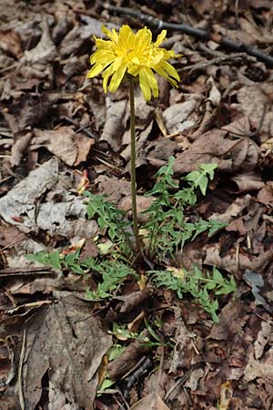 Taraxacum tortilobum, Twisted-Lobed Dandelion