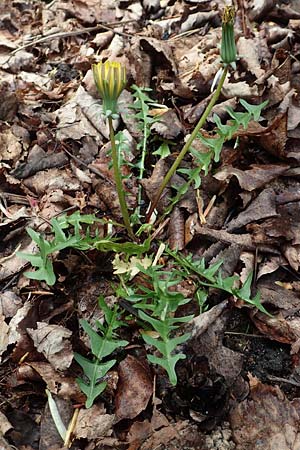 Taraxacum lacistophyllum \ Geschlitztbl�ttriger L�wenzahn / Cut-Leaved Dandelion, D Mannheim 23.4.2018