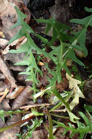 Taraxacum lacistophyllum \ Geschlitztbl�ttriger L�wenzahn / Cut-Leaved Dandelion, D Mannheim 23.4.2018