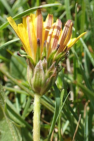 Taraxacum hollandicum \ Holl�ndischer Sumpf-L�wenzahn / Dutch Marsh Dandelion, D Konstanz 24.4.2018