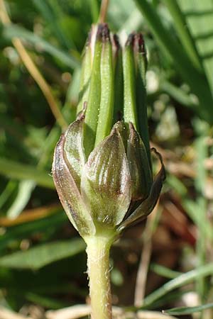 Taraxacum hollandicum \ Holl�ndischer Sumpf-L�wenzahn / Dutch Marsh Dandelion, D Konstanz 24.4.2018