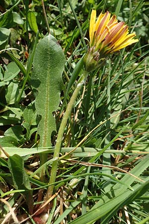 Taraxacum hollandicum \ Holl�ndischer Sumpf-L�wenzahn / Dutch Marsh Dandelion, D Konstanz 24.4.2018