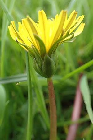 Taraxacum hollandicum \ Holl�ndischer Sumpf-L�wenzahn / Dutch Marsh Dandelion, D Schwaigen-Hinterbraunau 2.5.2019