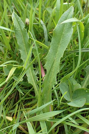 Taraxacum hollandicum \ Holl�ndischer Sumpf-L�wenzahn / Dutch Marsh Dandelion, D Schwaigen-Hinterbraunau 2.5.2019