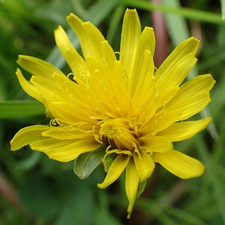 Taraxacum hollandicum \ Holl�ndischer Sumpf-L�wenzahn / Dutch Marsh Dandelion, D Schwaigen-Hinterbraunau 2.5.2019