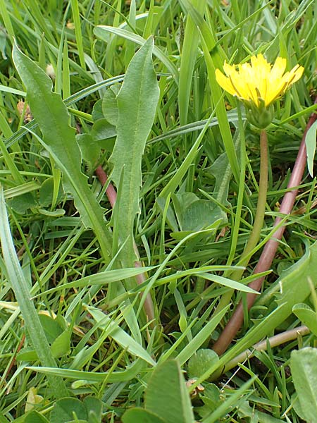 Taraxacum hollandicum \ Holl�ndischer Sumpf-L�wenzahn / Dutch Marsh Dandelion, D Schwaigen-Hinterbraunau 2.5.2019