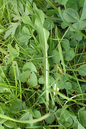 Taraxacum hollandicum \ Holl�ndischer Sumpf-L�wenzahn / Dutch Marsh Dandelion, D Schwaigen-Hinterbraunau 2.5.2019