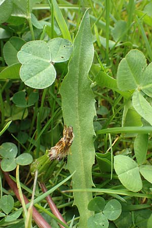 Taraxacum hollandicum \ Holl�ndischer Sumpf-L�wenzahn / Dutch Marsh Dandelion, D Schwaigen-Hinterbraunau 2.5.2019