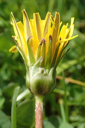 Taraxacum hollandicum \ Holl�ndischer Sumpf-L�wenzahn / Dutch Marsh Dandelion, D Schwaigen-Hinterbraunau 2.5.2019