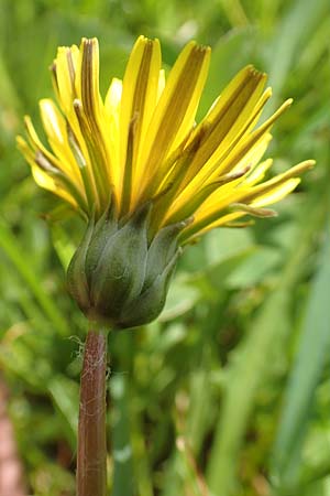 Taraxacum hollandicum \ Holl�ndischer Sumpf-L�wenzahn / Dutch Marsh Dandelion, D Schwaigen-Hinterbraunau 2.5.2019
