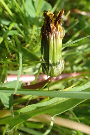 Taraxacum hollandicum \ Holl�ndischer Sumpf-L�wenzahn / Dutch Marsh Dandelion, D Schwaigen-Hinterbraunau 2.5.2019
