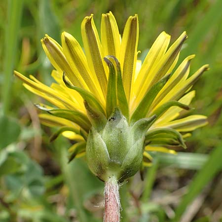Taraxacum hollandicum \ Holl�ndischer Sumpf-L�wenzahn / Dutch Marsh Dandelion, D Schwaigen-Hinterbraunau 2.5.2019
