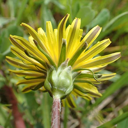 Taraxacum hollandicum \ Holl�ndischer Sumpf-L�wenzahn / Dutch Marsh Dandelion, D Schwaigen-Hinterbraunau 2.5.2019