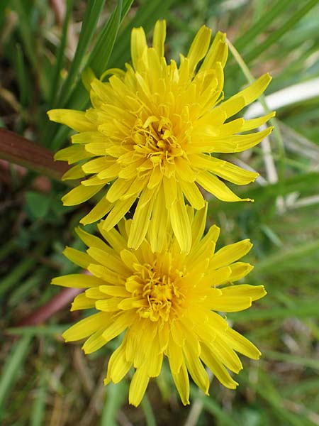 Taraxacum hollandicum \ Holl�ndischer Sumpf-L�wenzahn / Dutch Marsh Dandelion, D Schwaigen-Hinterbraunau 2.5.2019