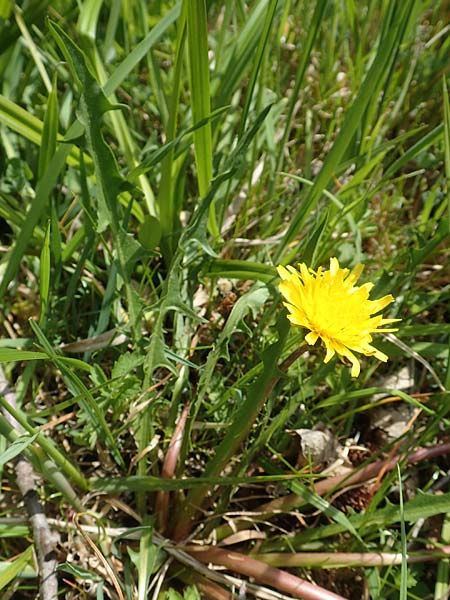 Taraxacum hollandicum \ Holl�ndischer Sumpf-L�wenzahn / Dutch Marsh Dandelion, D Schwaigen-Hinterbraunau 2.5.2019