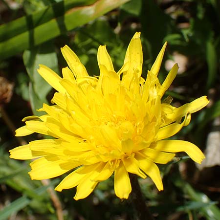 Taraxacum hollandicum \ Holl�ndischer Sumpf-L�wenzahn / Dutch Marsh Dandelion, D Schwaigen-Hinterbraunau 2.5.2019