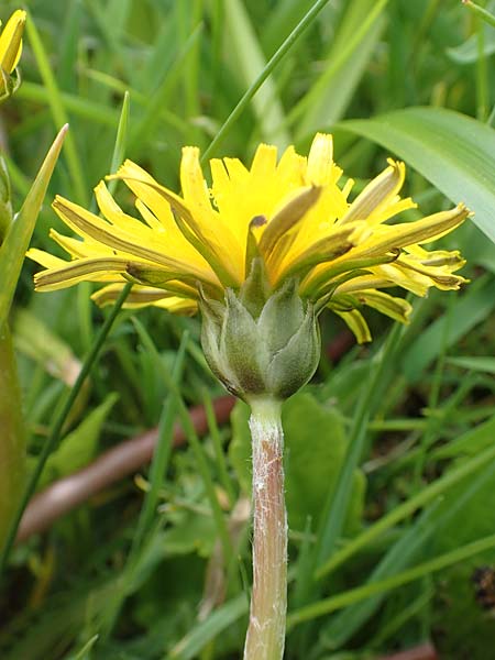 Taraxacum hollandicum \ Holl�ndischer Sumpf-L�wenzahn / Dutch Marsh Dandelion, D Schwaigen-Hinterbraunau 2.5.2019