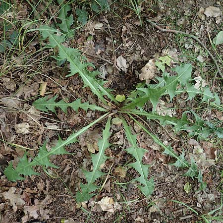 Taraxacum specG ? \ L�wenzahn / Dandelion, D Westerwald, Hasselbach 8.6.2020