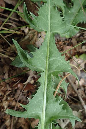 Taraxacum specG ? \ L�wenzahn / Dandelion, D Westerwald, Hasselbach 8.6.2020