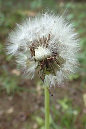 Taraxacum specG ? \ L�wenzahn / Dandelion, D Westerwald, Hasselbach 8.6.2020