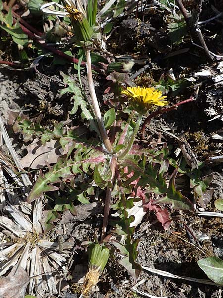 Taraxacum spec7 ? \ L�wenzahn / Dandelion, D Neuried-Altenheim 27.4.2021