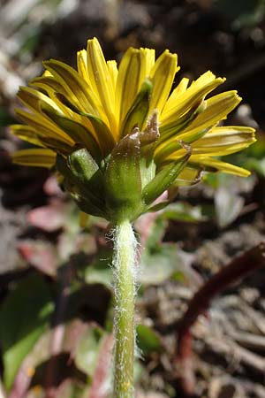 Taraxacum spec7 ? \ L�wenzahn / Dandelion, D Neuried-Altenheim 27.4.2021
