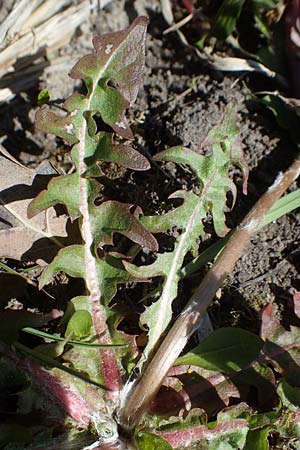 Taraxacum spec7 ? \ L�wenzahn / Dandelion, D Neuried-Altenheim 27.4.2021