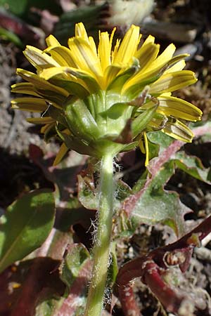 Taraxacum spec7 ? \ L�wenzahn / Dandelion, D Neuried-Altenheim 27.4.2021