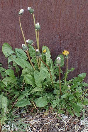 Taraxacum sect. Ruderalia \ Gew�hnlicher L�wenzahn, Kuhblume / Dandelion, D Mannheim 22.5.2021