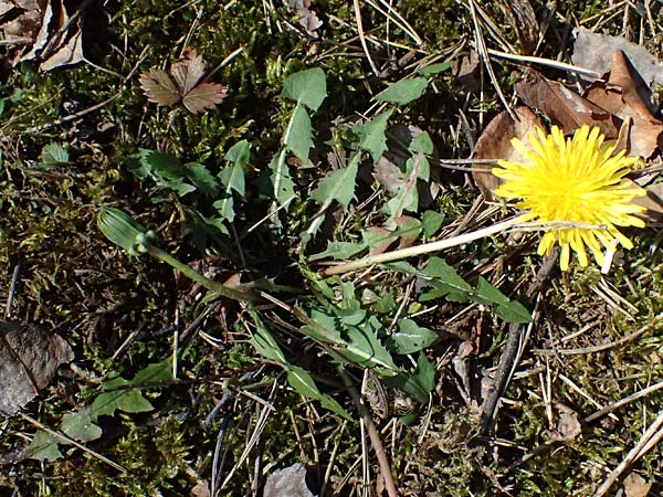 Taraxacum sp.aff. proximum \ Schwielen-L�wenzahn / Lesser Dandelion, D Mannheim 4.4.2025