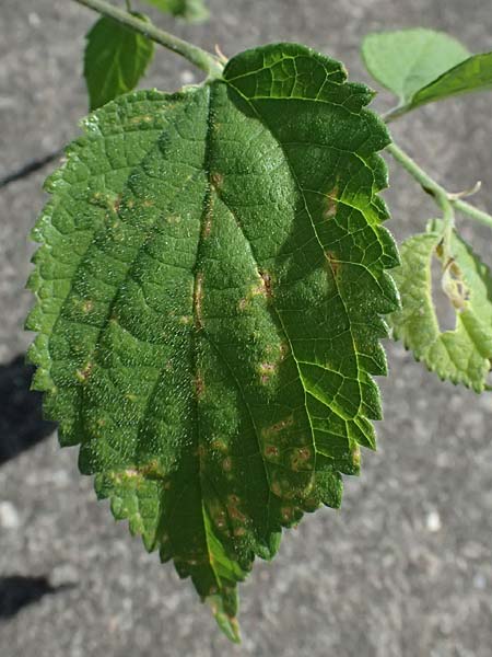 Celtis australis, European Nettle Tree
