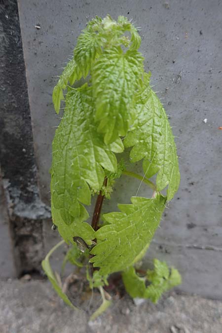 Urtica membranacea \ Geschw�nzte Brenn-Nessel / Large-Leaved Nettle, D Ludwigshafen 4.3.2023