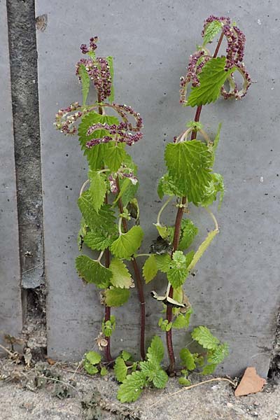 Urtica membranacea \ Geschw�nzte Brenn-Nessel / Large-Leaved Nettle, D Ludwigshafen 4.3.2023