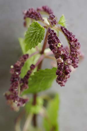 Urtica membranacea \ Geschw�nzte Brenn-Nessel / Large-Leaved Nettle, D Ludwigshafen 4.3.2023