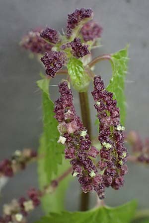 Urtica membranacea \ Geschw�nzte Brenn-Nessel / Large-Leaved Nettle, D Ludwigshafen 4.3.2023