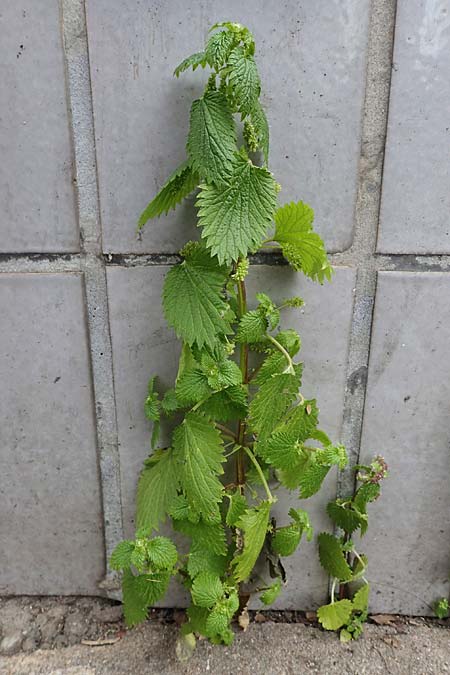 Urtica membranacea \ Geschw�nzte Brenn-Nessel / Large-Leaved Nettle, D Ludwigshafen 4.3.2023