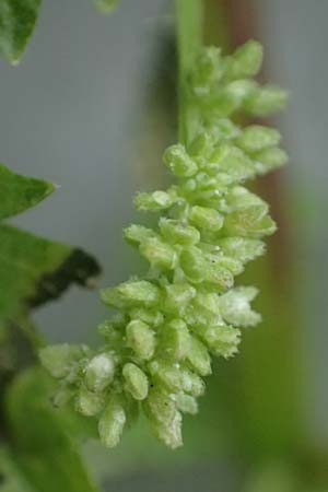 Urtica membranacea \ Geschw�nzte Brenn-Nessel / Large-Leaved Nettle, D Ludwigshafen 4.3.2023