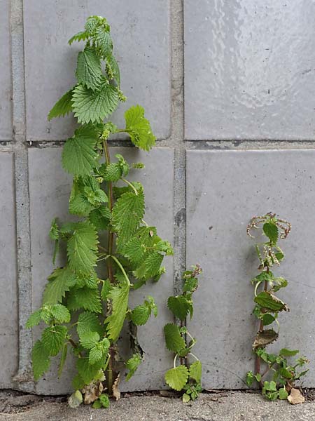 Urtica membranacea \ Geschw�nzte Brenn-Nessel / Large-Leaved Nettle, D Ludwigshafen 4.3.2023