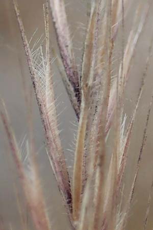 Festuca danthonii \ Bewimperter Federschwingel, Behaarter Federschwingel / Bearded Fescue, D Kehl 22.5.2020
